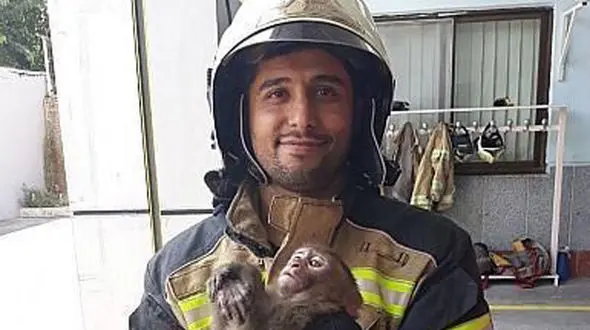 این میمون  تهران را به هم ریخت! + عکس 