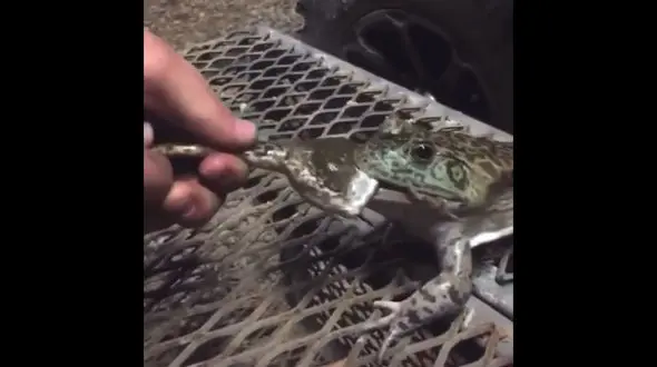 قورباغه ای که در دو قدمی مرگ بود اما زنده ماند !+ فیلم