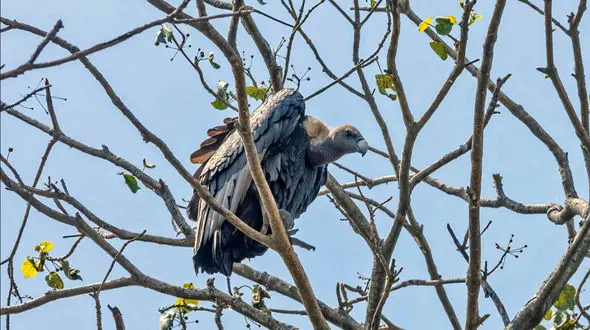 راز مرگ 14 کرکس سفید