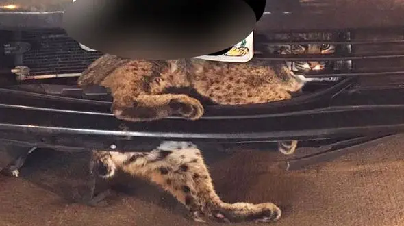 سفر 80 کیلو متری گربه  در سپر یک خودرو + تصویر