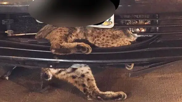 سفر 80 کیلو متری گربه  در سپر یک خودرو + تصویر