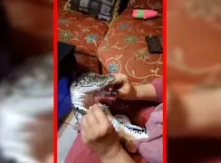 فیلم تمساح لوس در دستان مادربزرگ