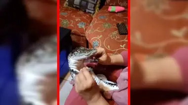 فیلم تمساح لوس در دستان مادربزرگ