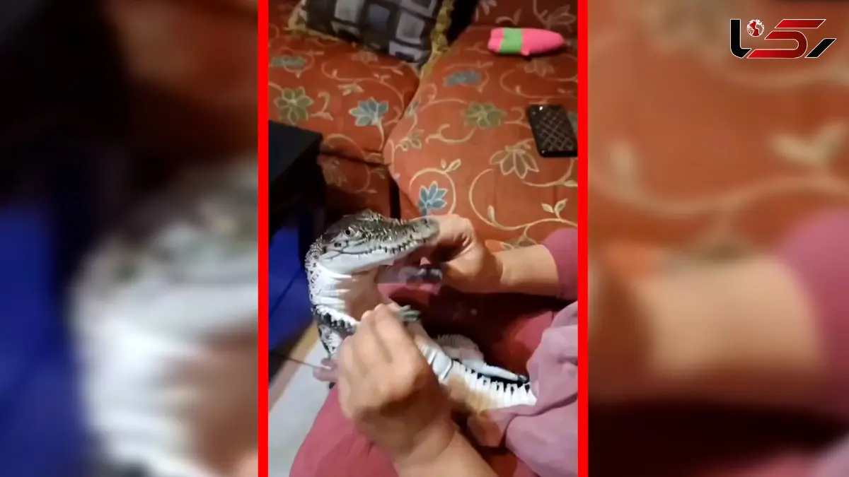 فیلم تمساح لوس در دستان مادربزرگ
