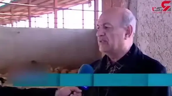 این گوسفندان لاکچری به ایران سفر کردند ! + تصویر