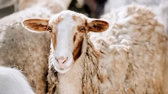 ۴۰ درصد واحد‌های دامداری در تعطیلی به سر می‌برند/ دامداران‌تمایلی به پروار دام برای سال آینده ندارند