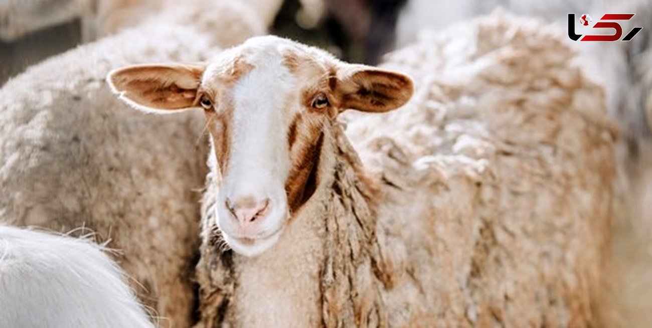 توقیف نیسان حامل گوسفند قاچاق در تویسرکان