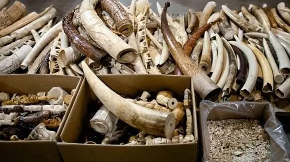 معدوم‌سازی محموله ۴.۵ میلیون دلاری عاج فیل در نیویورک