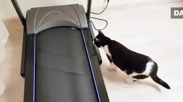 اراده این گربه ورزشکار قابل تحسین است + فیلم