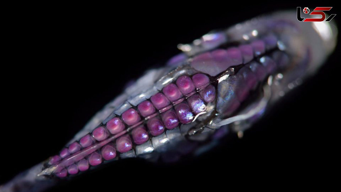 موجودات عجیب الخلقه در عمق اقیانوس+ گزارش تصویری