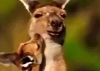 فیلم/مستند حیات وحش حیوانات /  این داستان: بغل عاشقانه کانگرو و بچه اش بعد از تعقیب و گریز از دست سگ دینگو