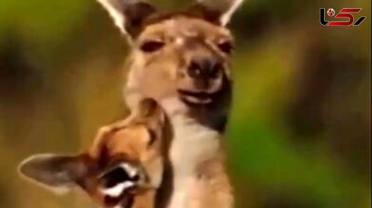 فیلم/مستند حیات وحش حیوانات /  این داستان: بغل عاشقانه کانگرو و بچه اش بعد از تعقیب و گریز از دست سگ دینگو