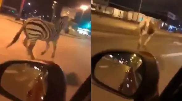 یک گورخر و دو اسب خیابان های شهر را به هم ریختند + فیلم دیدنی / پاریس