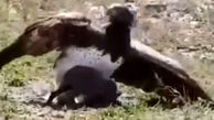 شکار بچه گراز توسط عقاب + فیلم دیدنی