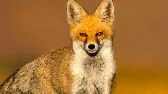 از درگیری جالب بین دو پلنگ در باغ وحش تا نبرد دیدنی دو خرس گریزلی