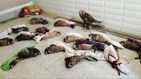 کشف هزار قطعه پرنده وحشی از قاچاقچیان خراسان رضوی