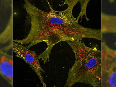 دانشمندان با «ابرشارژ» سلول‌ ها به پیشرفت مهمی در مبارزه با پیری رسیدند