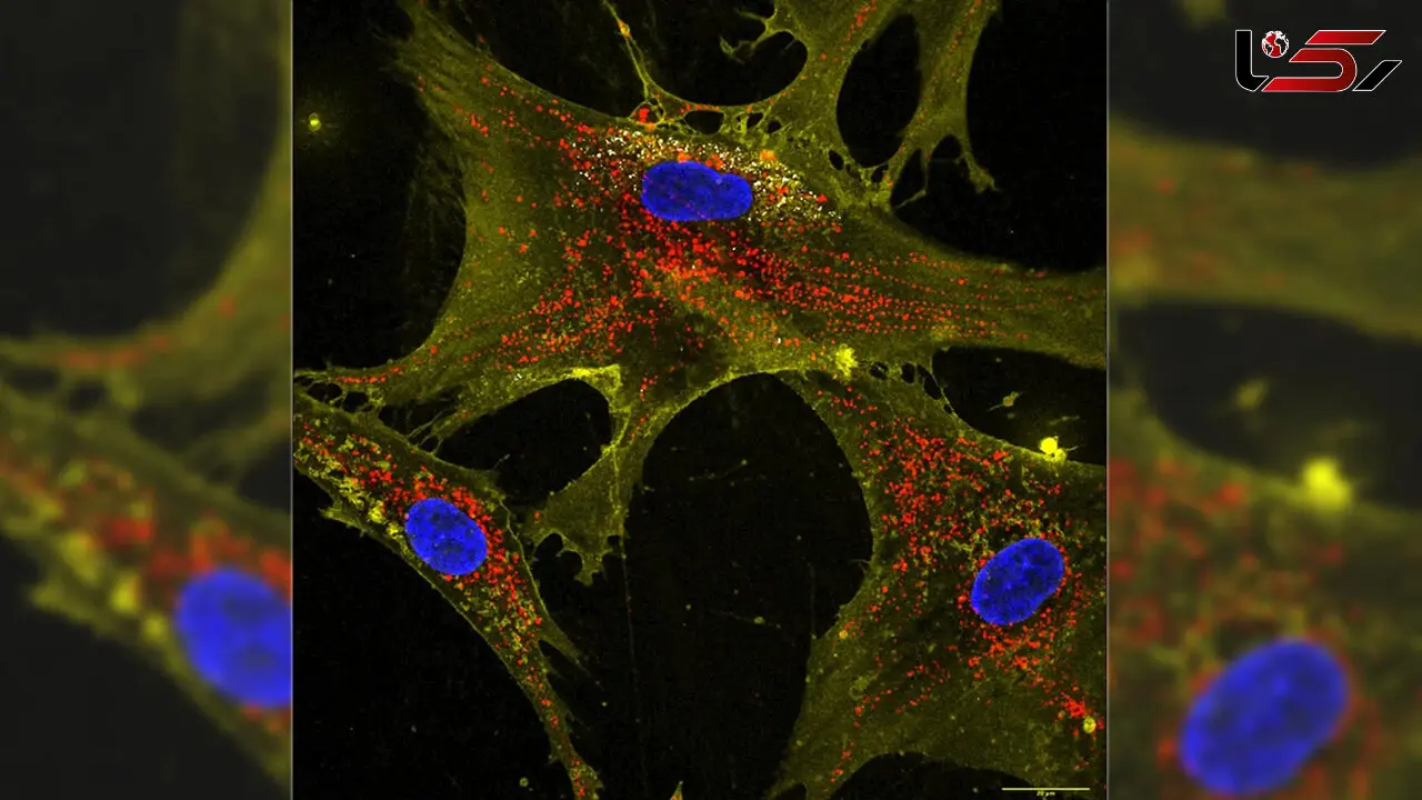 Scientists Explore New Method to Boost Energy in Aging Cells