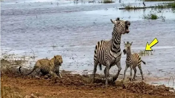 شاهکار حیات وحش؛ خر راه راه برای حفظ جون بچش با شیر و پلنگ در میافته