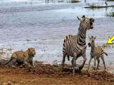 شاهکار حیات وحش؛ خر راه راه برای حفظ جون بچش با شیر و پلنگ در میافته