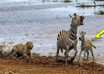 شاهکار حیات وحش؛ خر راه راه برای حفظ جون بچش با شیر و پلنگ در میافته