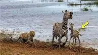 شاهکار حیات وحش؛ خر راه راه برای حفظ جون بچش با شیر و پلنگ در میافته