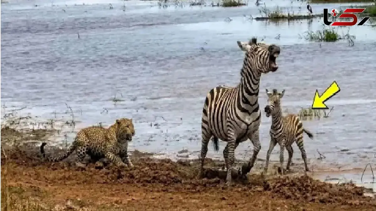 شاهکار حیات وحش؛ خر راه راه برای حفظ جون بچش با شیر و پلنگ در میافته