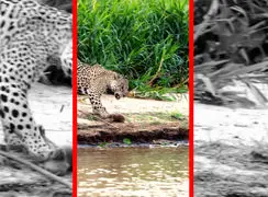 فیلم شکار بچه کاپیبارا توسط جگوار