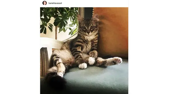 هانیه توسلی برای گربه مرحومش جایگزین پیدا کرد! +عکس