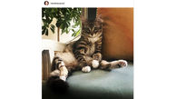 هانیه توسلی برای گربه مرحومش جایگزین پیدا کرد! +عکس