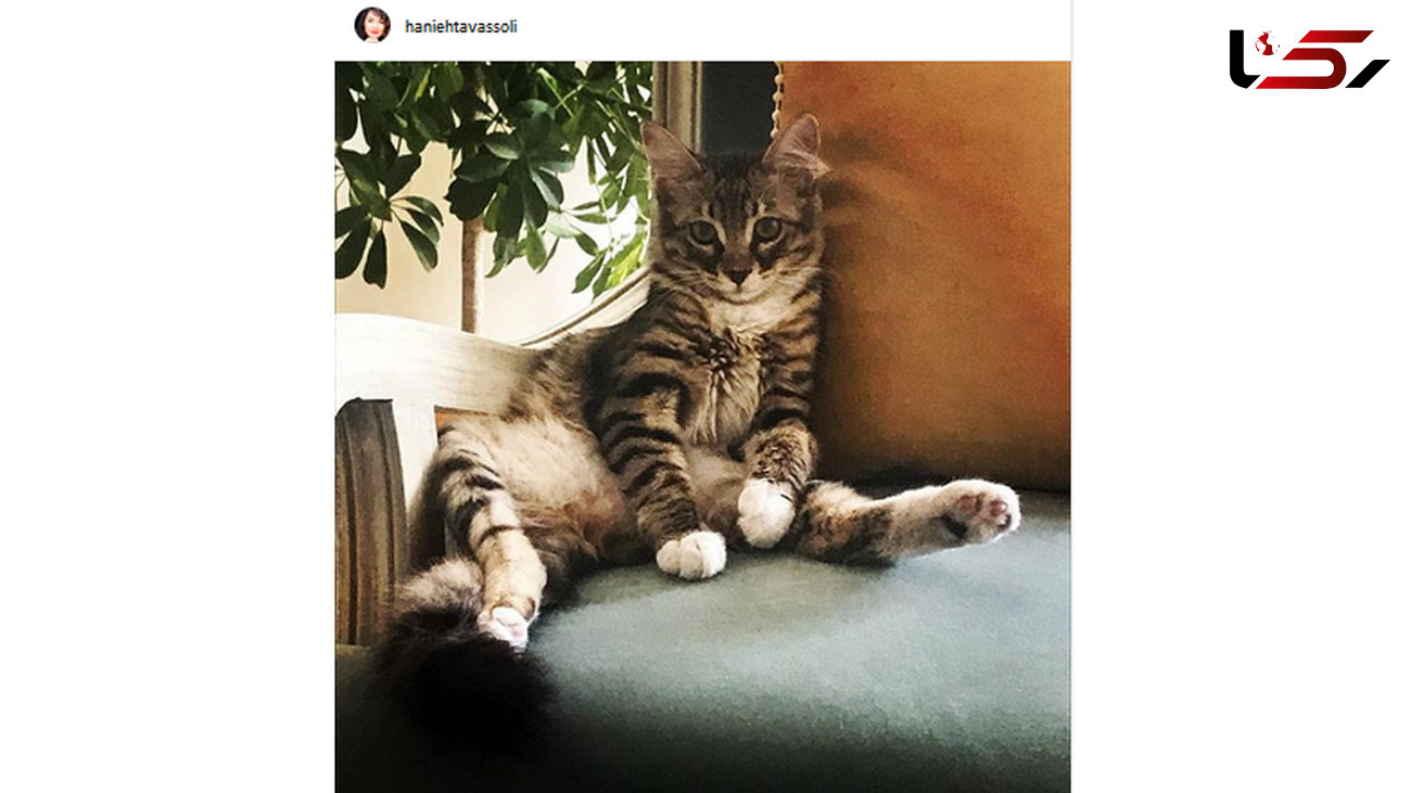هانیه توسلی برای گربه مرحومش جایگزین پیدا کرد! +عکس
