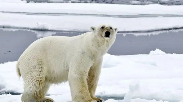 زبل ترین شکارچی در خشکی+عکس