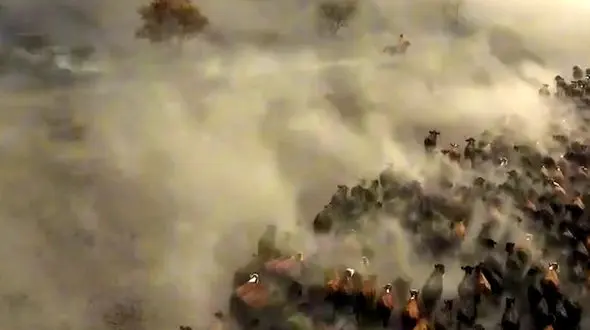 فیلم کابوی های ایغدیر و گله‌های هزار رأس گاو