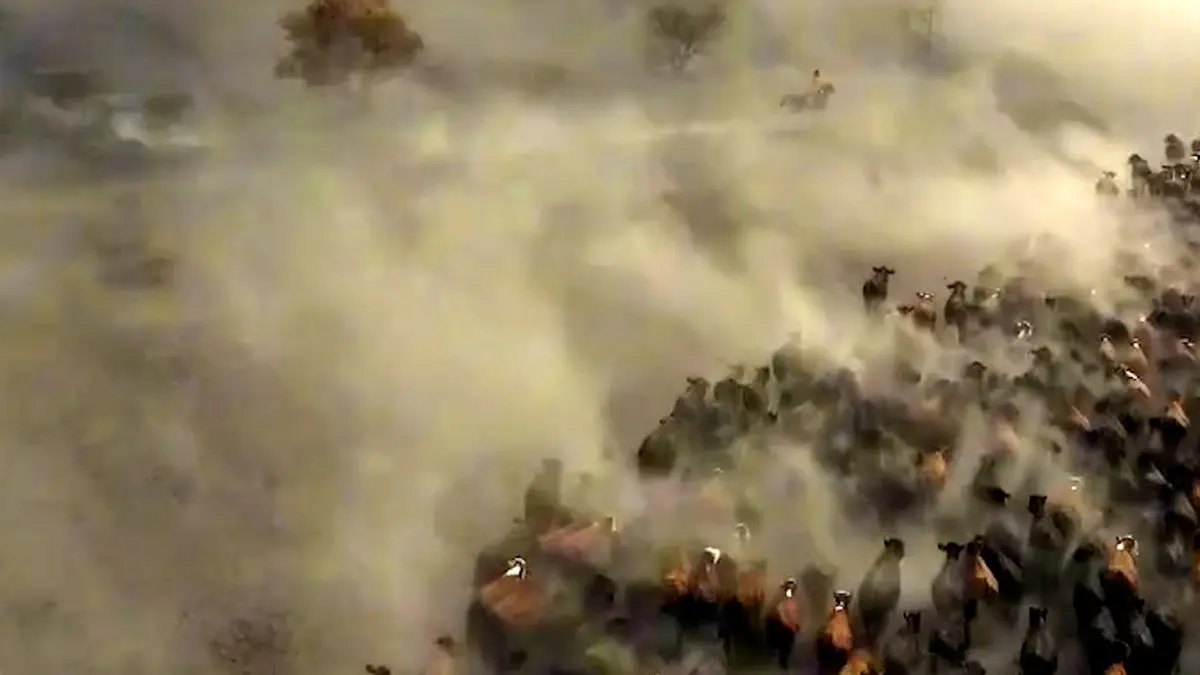 فیلم کابوی های ایغدیر و گله‌های هزار رأس گاو