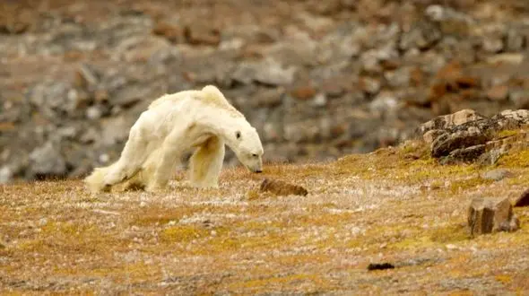  مبارزه خرس قطبی گرسنه برای زنده ماندن+فیلم