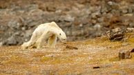  مبارزه خرس قطبی گرسنه برای زنده ماندن+فیلم