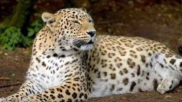 جولان پلنگ در طارم / موی گراز هم دیده شد 