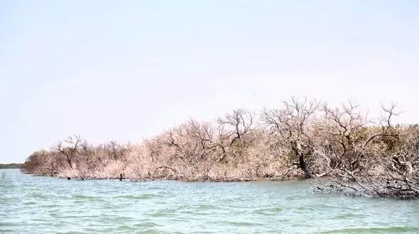 خشک شدن جنگل‌های حرا در اثر آلودگی‌های نفتیِ ناشی از قاچاق سوخت! /فاجعه اکولوژیکی در هرمزگان + فیلم