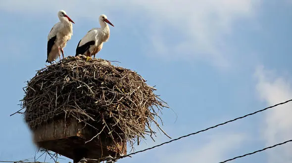 نمایش زیبایی زندگی یک لک لک بر روی دکل برق + فیلم 