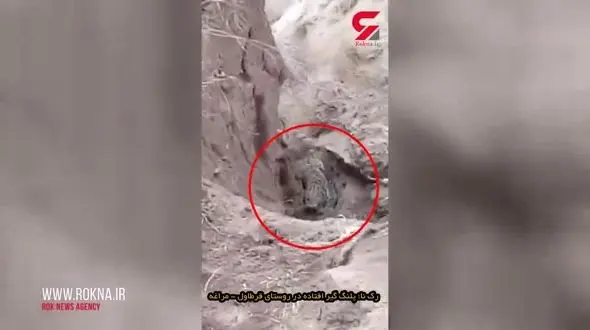 فیلم پلنگ گیر افتاده پس از حمله خونین به 3 روستایی قرطاول مراغه
 +عکس