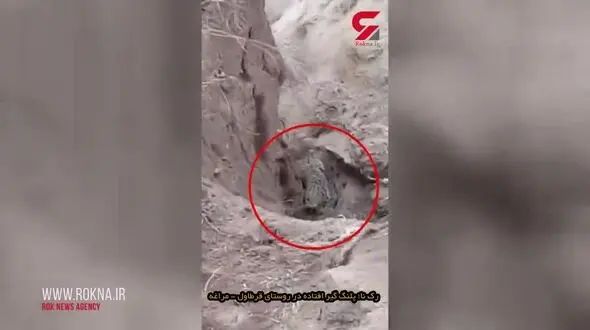 فیلم پلنگ گیر افتاده پس از حمله خونین به 3 روستایی قرطاول مراغه
 +عکس