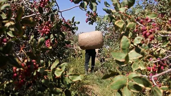 دزدان اینبار محموله پسته را دزدیدند / سرقت ماهرانه در سمنان