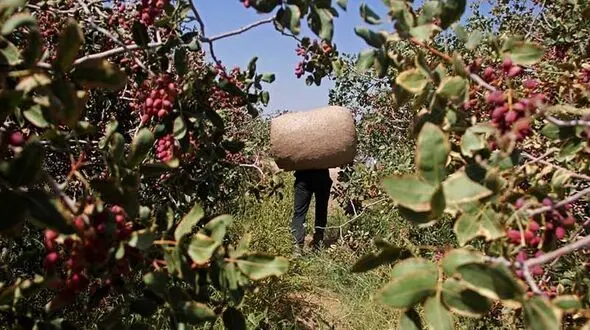 دزدان اینبار محموله پسته را دزدیدند / سرقت ماهرانه در سمنان