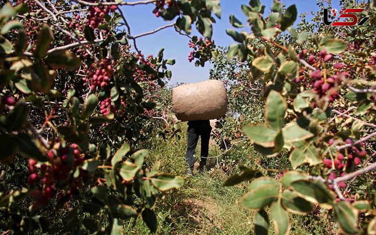 دزدان اینبار محموله پسته را دزدیدند / سرقت ماهرانه در سمنان