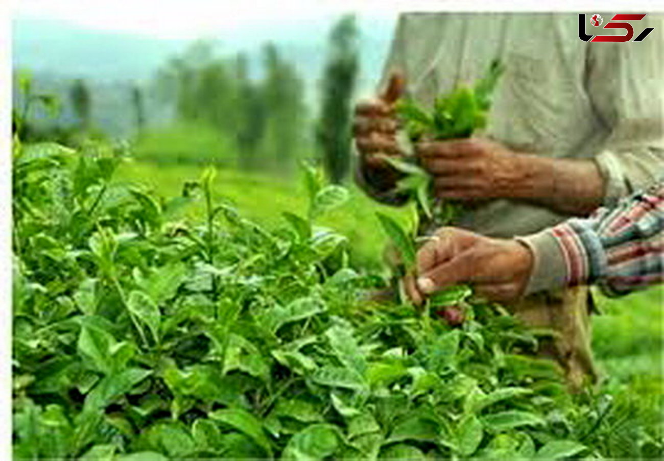 احتمال افزایش 10درصدی تولید چای در سالجاری