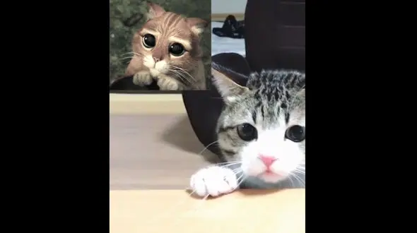 گربه شرک واقعی شد +فیلم