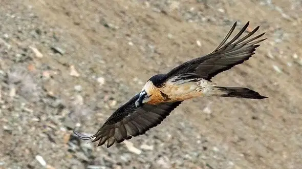 ثبت فیلم از همای سعادت پرنده اساطیری در طبیعت خراسان شمالی 