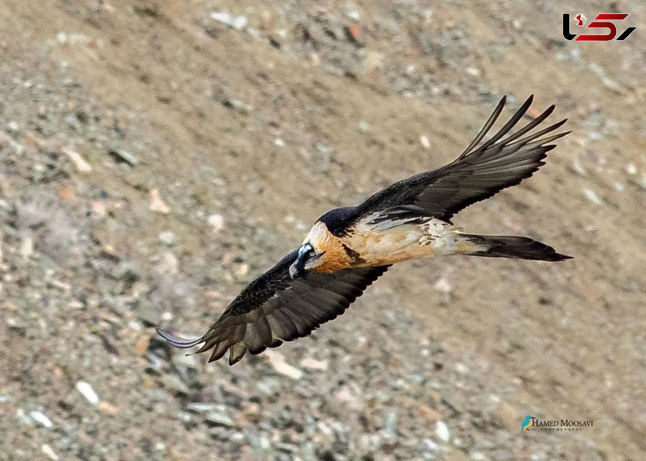 ثبت فیلم از همای سعادت پرنده اساطیری در طبیعت خراسان شمالی 