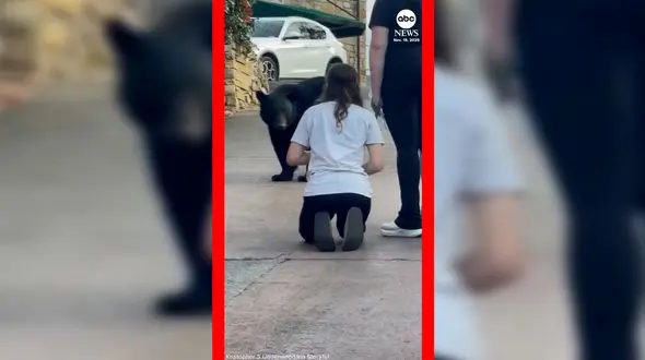 فیلم حرکت خطرناک زن در مواجهه با خرس سیاه در تنسی