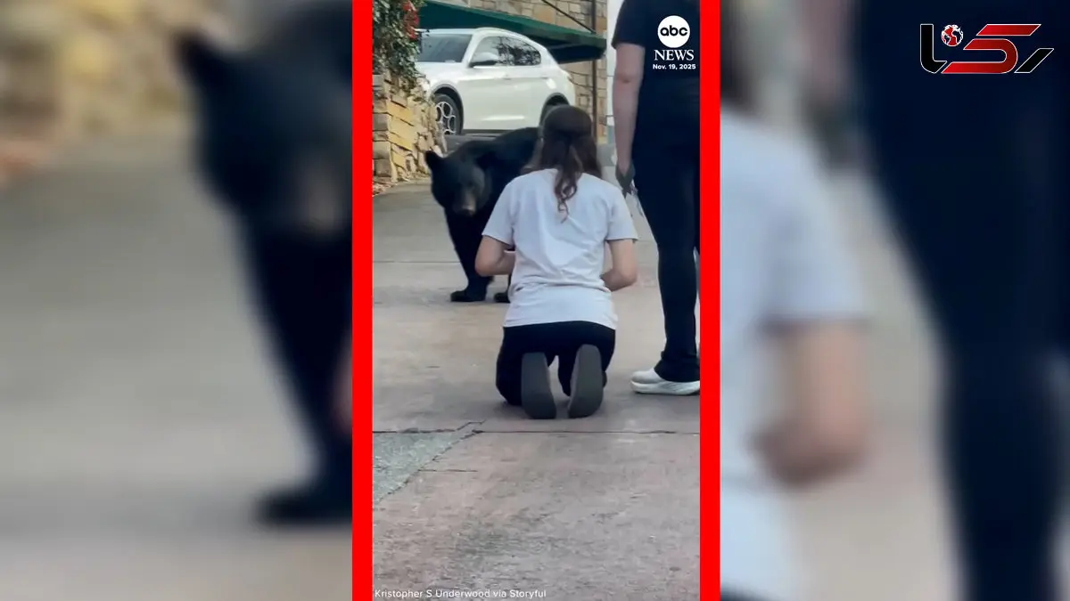 فیلم حرکت خطرناک زن در مواجهه با خرس سیاه در تنسی